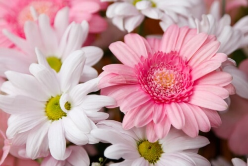 Blumen online bestellen: Wie erkenne ich fair gehandelte Blumen und wohin geht mein Geld?