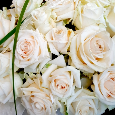Weiße Rose Weiße Rose